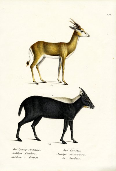 Springbuck, 1824 - Karl Joseph Brodtmann